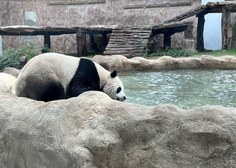 Ortadoğu'da bir ilk! Katar'ın sevimli pandaları! - Resim: 1
