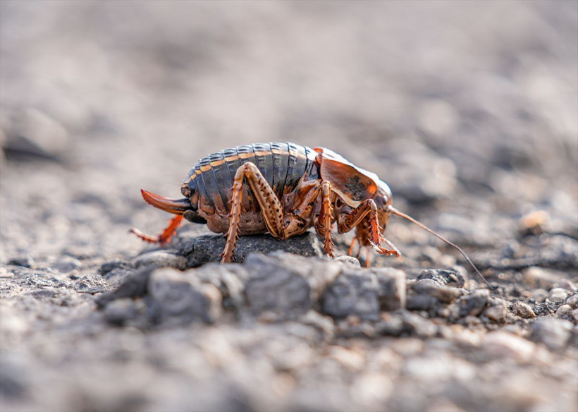 Şırnak'ta görüntülenen "yamyam tombul çekirge" incelemeye alındı - Resim: 4