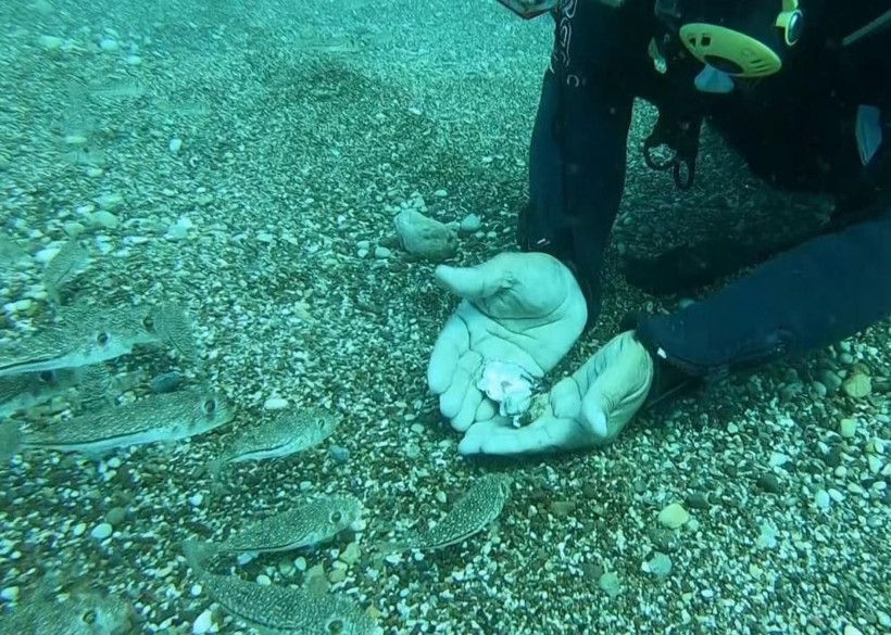 Prof. Dr. Mehmet Gökoğlu'ndan ezber bozan iddia: Balon balıkları öcü değil - Resim: 4