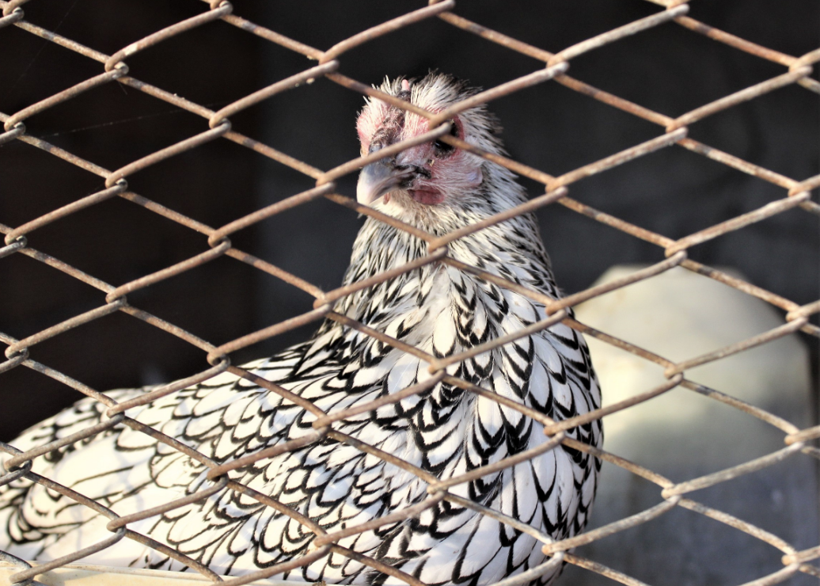 Dünyanın dört bir yanından nadir bulunan tavukları topladı yurt dışına satıyor - Resim: 4