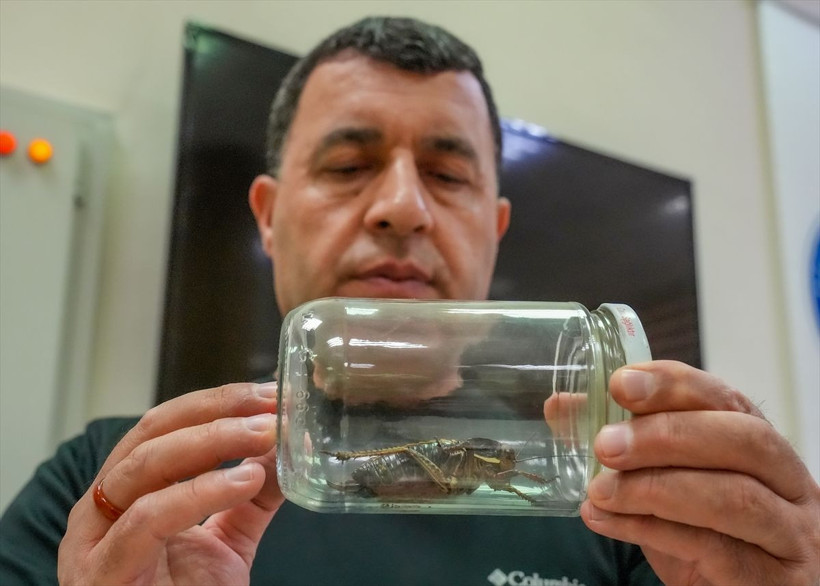 Şırnak'ta görüntülenen "yamyam tombul çekirge" incelemeye alındı - Resim: 1