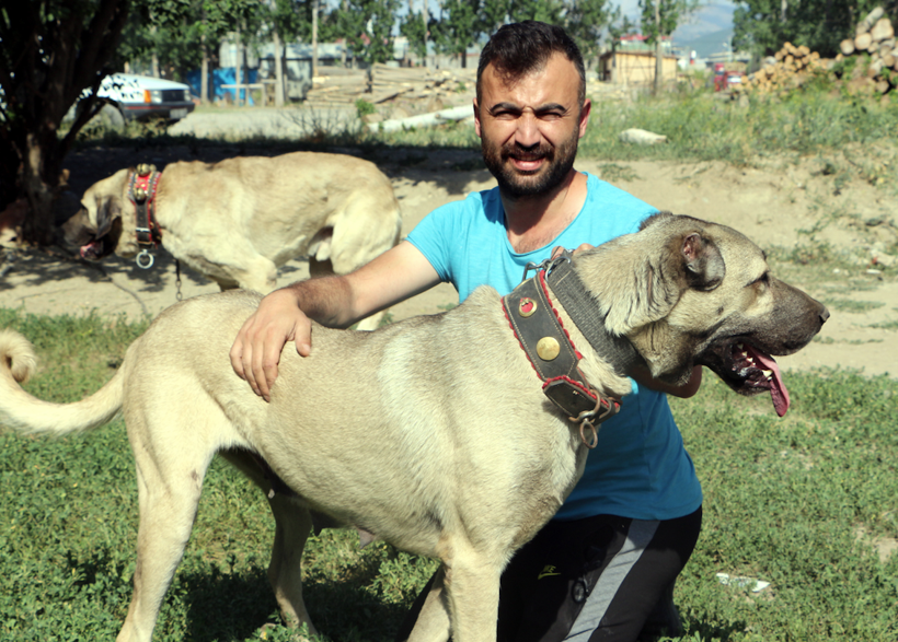 Köpeğin yavruları daha doğmadan satılığa çıktı! Bir köpeğe 20 bin liralık teklif yapan bile var - Resim: 3