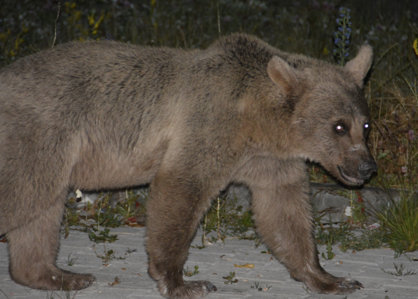 Kars'ta vatandaşların arasına kadar indiler! Görenler korku dolu anlar yaşadı - Resim: 4