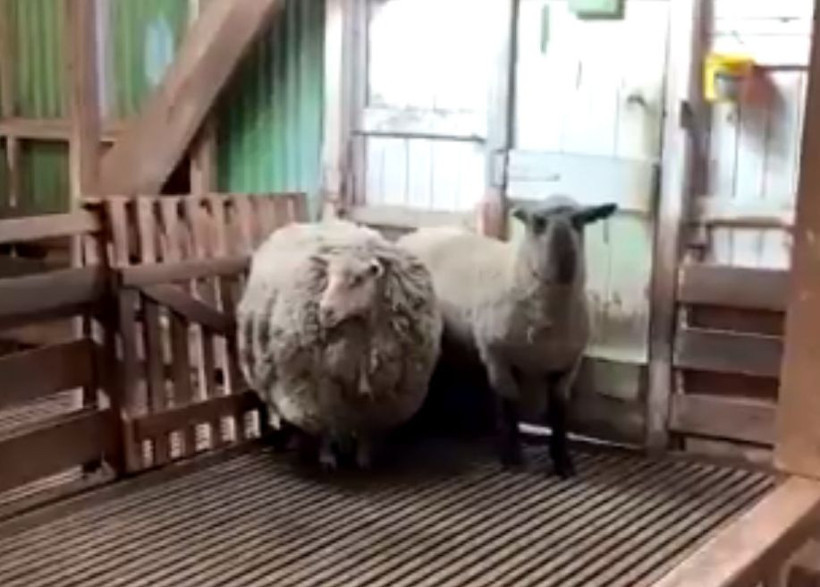 Yangında firar eden koyun 7 yıl sonra geri döndü! Yününe 6 bin dolar verildi - Resim: 1