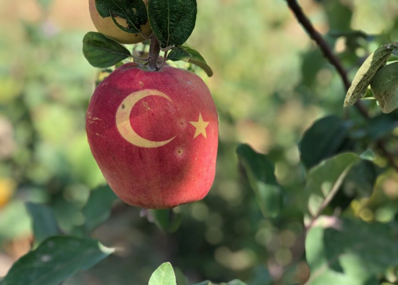 Nevşehirli vatandaş ay yıldızlı ayvalar yetiştiriyor görenler hayrete düşürüyor - Resim: 1