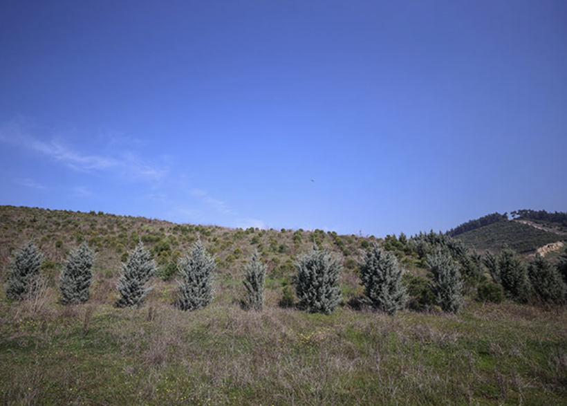 İstanbul'da ormanlık alanlara girişler yasaklandı! Valilikten flaş açıklama - Resim: 3