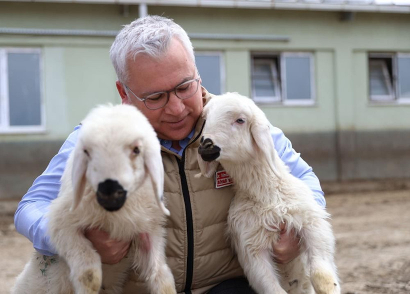 Kapılar açıldı yüzlerce süt kuzusu koşturmaya başladı! Çiftlikte renkli görüntüler: Anneleri ses ve kokularından tanıdı! - Resim: 3