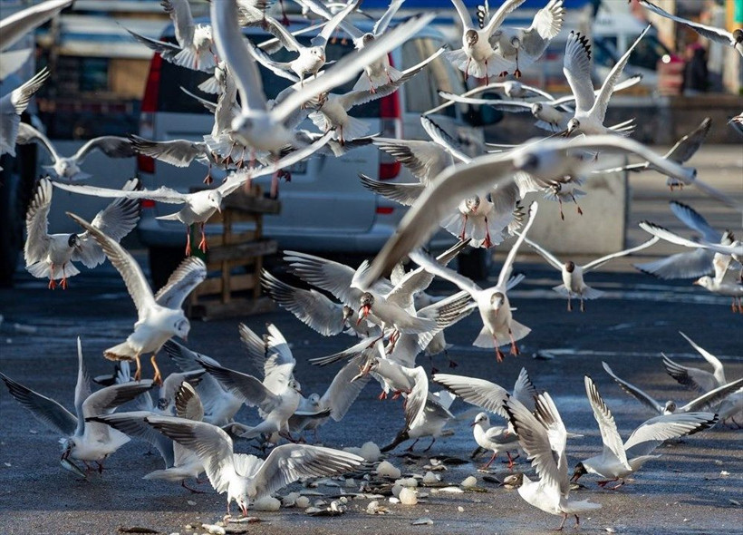 Ankara'da deniz bile yok bu nasıl olur! Martılar kenti istila etti - Resim: 3