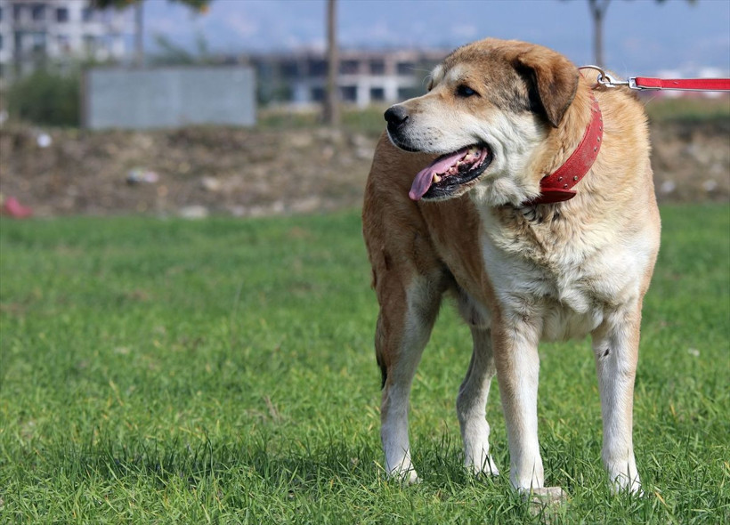 Aydın'da iyilik ve merhametin dokunduğu 'Koca Oğlan'ın şimdiki hali şaşırttı! - Resim: 4