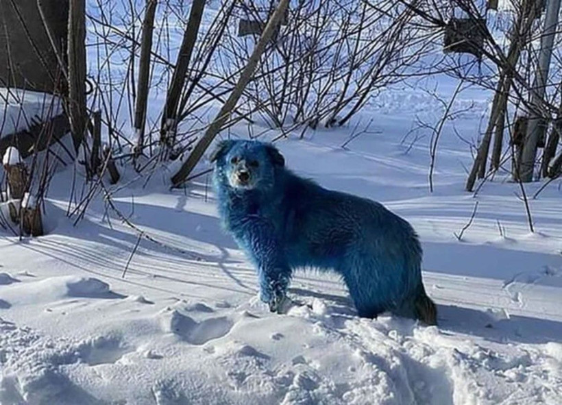 Sokak köpekleri maviye boyandı! Rusya 'mavi köpek'lerin gizemini çözmeye çalışıyor - Resim: 1