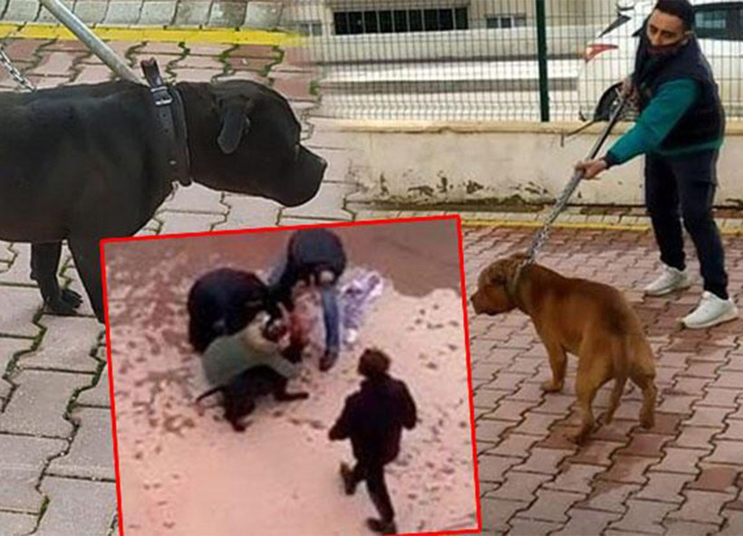 Pitbull saldırısında parçalanan Asiye'ye anne işkencesi! Şok fotoğraflar ortaya çıktı böyle bağlamış! - Resim: 3