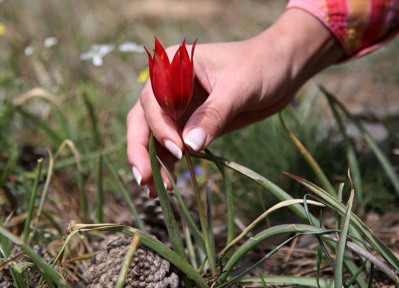 Türkiye'de ender görülüyor koparmanın cezası 60 bin lira - Resim: 4