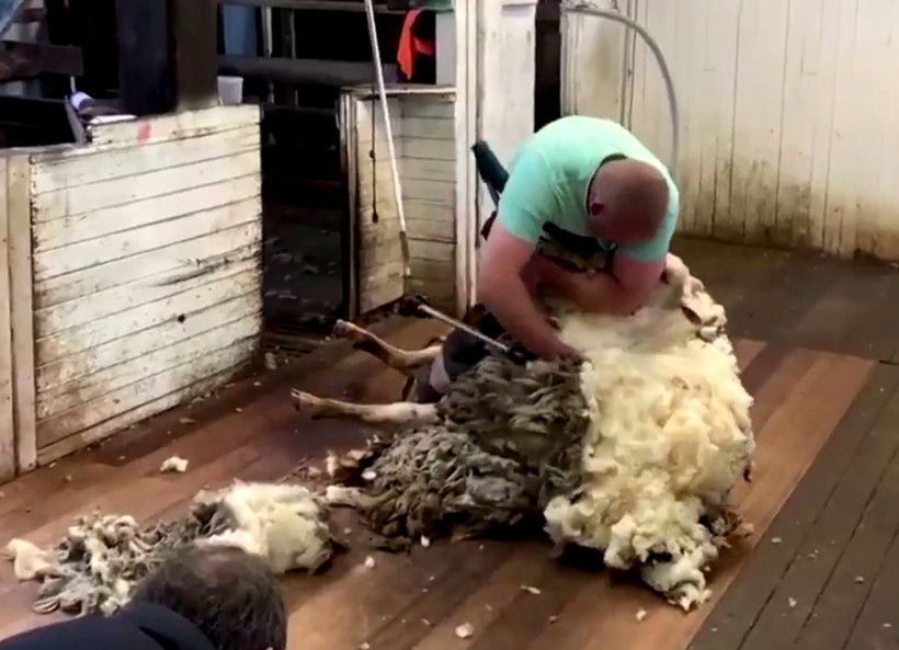 Yangında firar eden koyun 7 yıl sonra geri döndü! Yününe 6 bin dolar verildi - Resim: 3