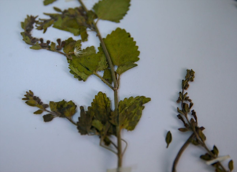 Muğla''nın Ula ilçesinde keşfedildi Türkiye'de tespit edilen 19'uncu türü oldu - Resim: 2