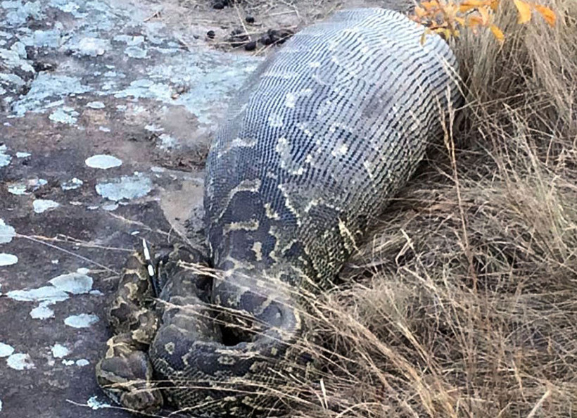 Yolda koca bir yılan gördüler içinden çıkan ise... Şoke olacaksınız! - Resim: 3