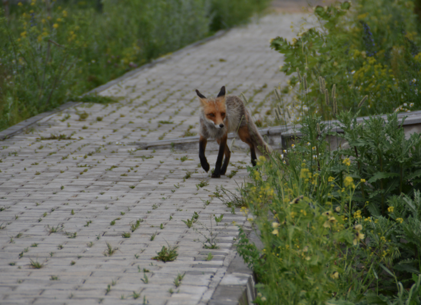 Kars'ta vatandaşların arasına kadar indiler! Görenler korku dolu anlar yaşadı - Resim: 2