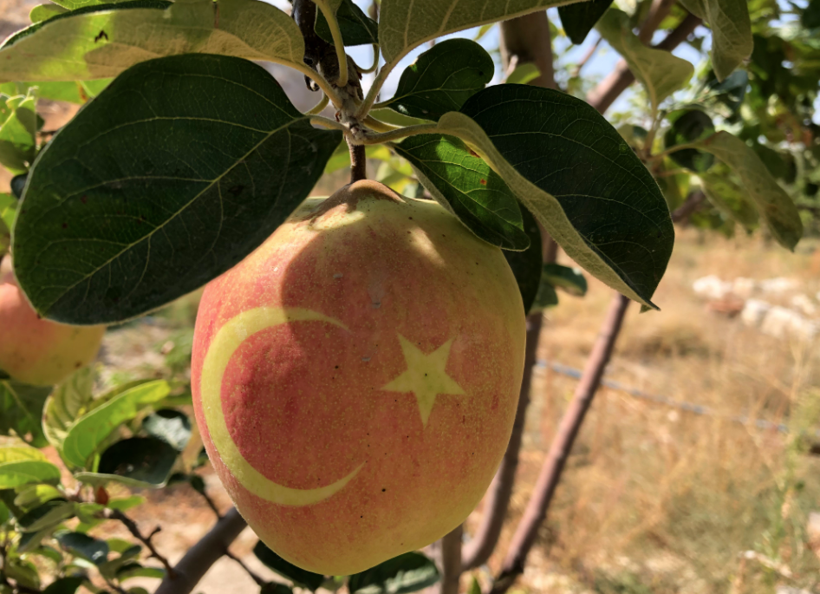 Nevşehirli vatandaş ay yıldızlı ayvalar yetiştiriyor görenler hayrete düşürüyor - Resim: 3