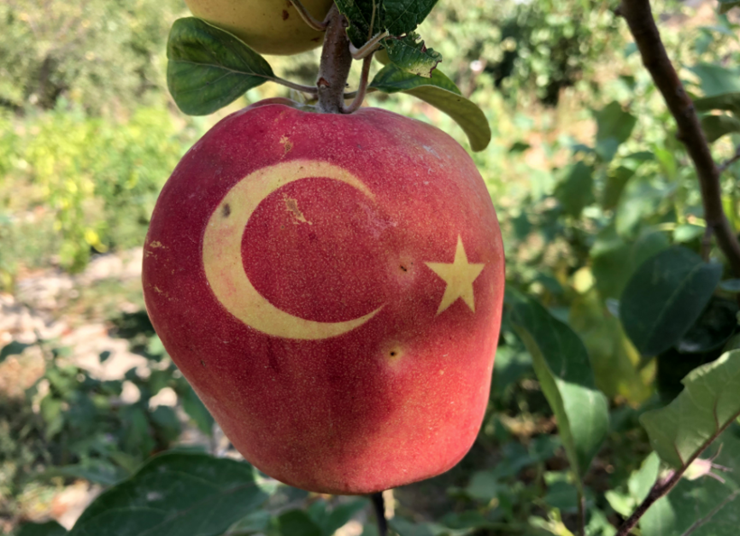 Nevşehirli vatandaş ay yıldızlı ayvalar yetiştiriyor görenler hayrete düşürüyor - Resim: 4