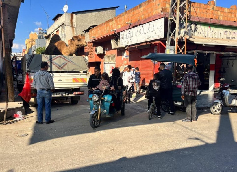 Adana'da deve kesilmekten son anda kurtarıldı - Resim: 4