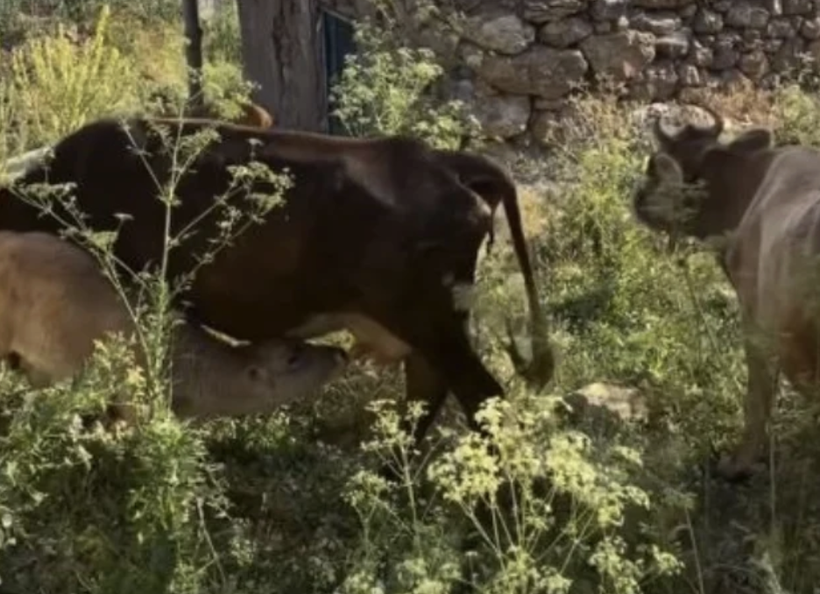 Hakkari'de ineği ölen teyze Türkiye'yi ağlatmıştı! Gereken yapıldı... - Resim: 2
