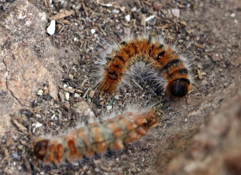 Antalya'da evinin bahçesindeki tırtılları süpüren kadın hastanelik oldu: Yüzüm alev topu gibi oldu - Resim: 3