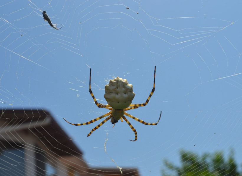 Ayvalık'ta tüyler ürperten görüntüler! Dünyanın en zehirli örümcek türlerinden birisi yakalandı - Resim: 1