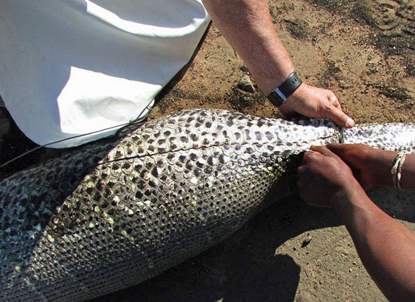 Yolda koca bir yılan gördüler içinden çıkan ise... Şoke olacaksınız! - Resim: 4
