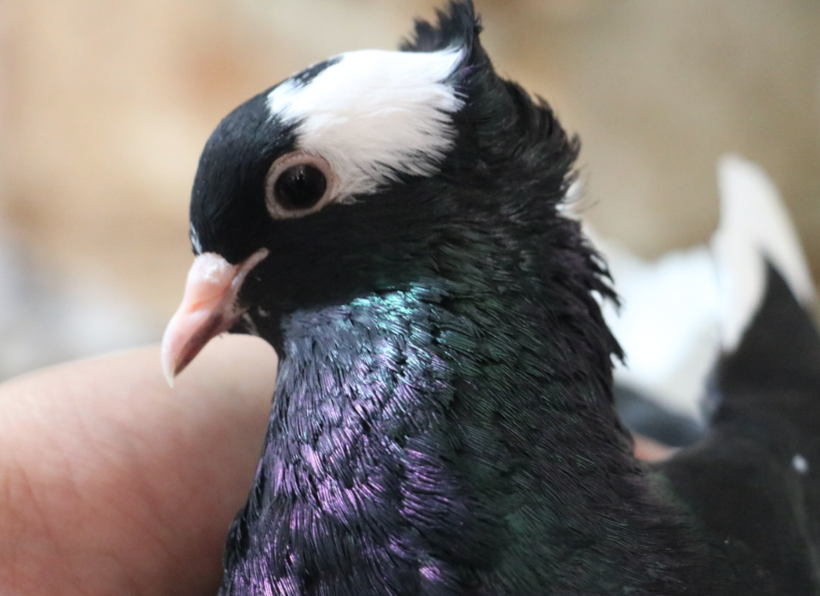 Şanlıurfa'da tanesi 600 TL! İki gözü de farklı renkte olan güvercin Van kedisine rakip - Resim: 1