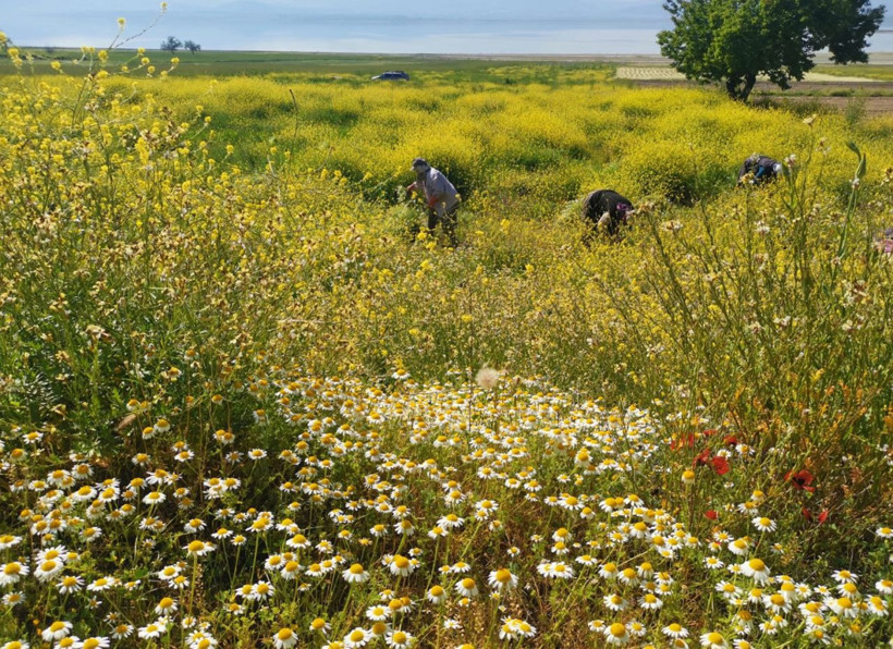 Burdur'da papatyadan üretiliyor bu yağın litresi 40 bin lira - Resim: 2