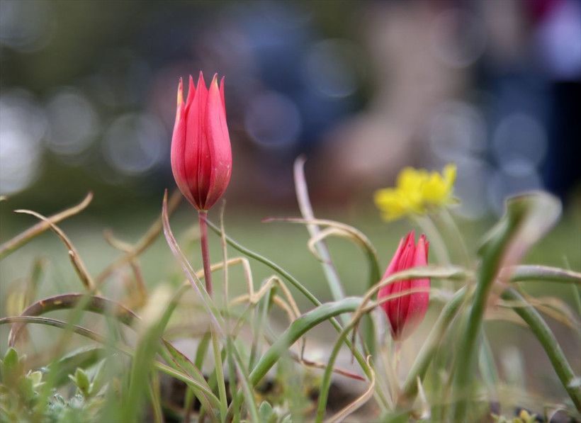 Türkiye'de ender görülüyor koparmanın cezası 60 bin lira - Resim: 3