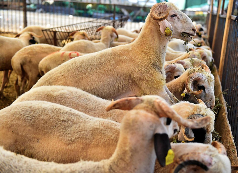 Kurbanlık seçecekler dikkat! Hayvanda eğer bunlar varsa kesinlikle almayın - Resim: 3