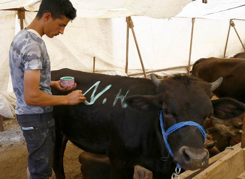 Kurbanlık fiyatları ne kadar 2016 rakamlarına bakın! - Resim: 2