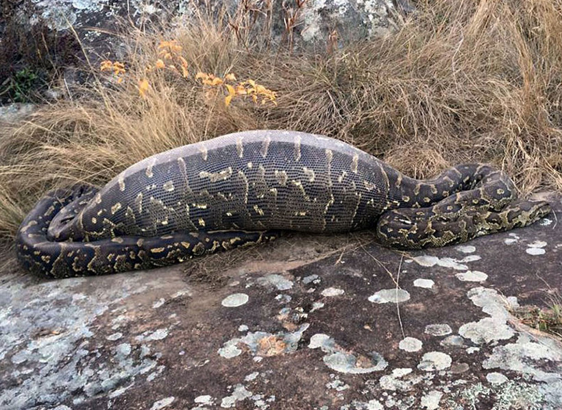 Yolda koca bir yılan gördüler içinden çıkan ise... Şoke olacaksınız! - Resim: 2