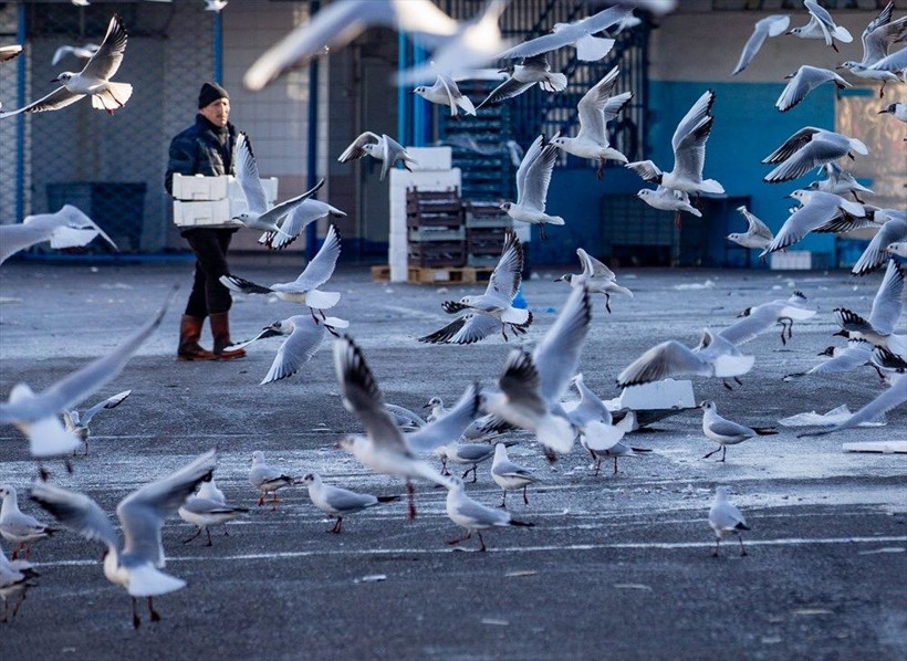 Ankara'da deniz bile yok bu nasıl olur! Martılar kenti istila etti - Resim: 1