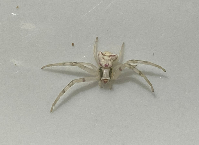 Antalya'da insan yüzlü örümcek dehşete düşürdü karınca ile besleniyor!  "Resmen insana bakıyor, ürpertiyor" - Resim: 1