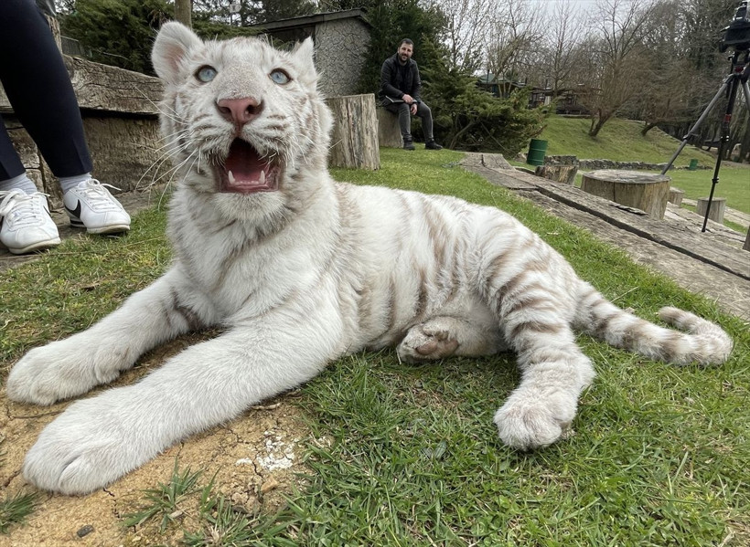 Dünyada bile çok nadir bulunuyor! Silivri'de Beyaz Bengal kaplanı bulundu - Resim: 3