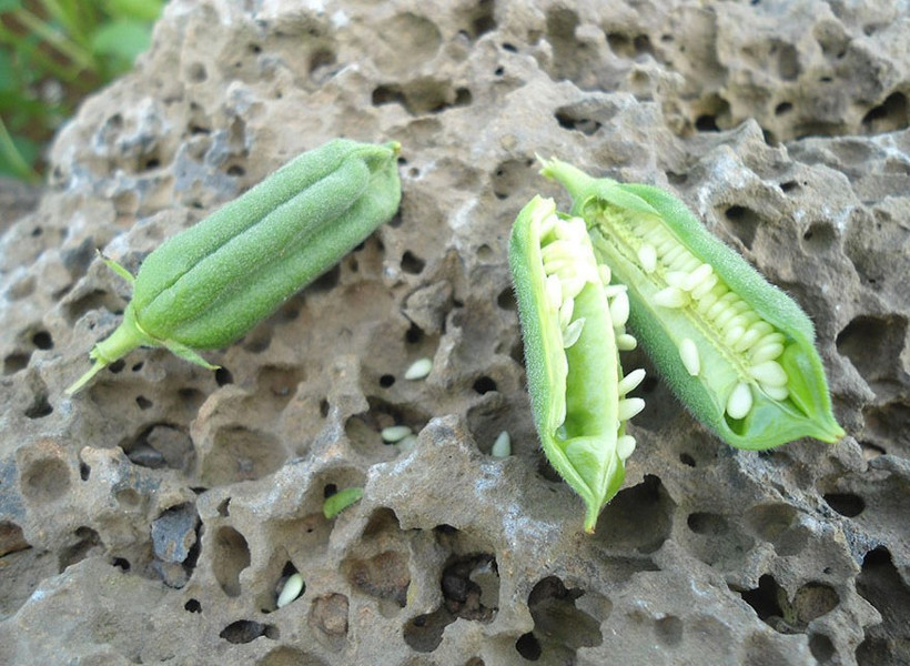 Aslında her gün yiyoruz!  - Resim: 2