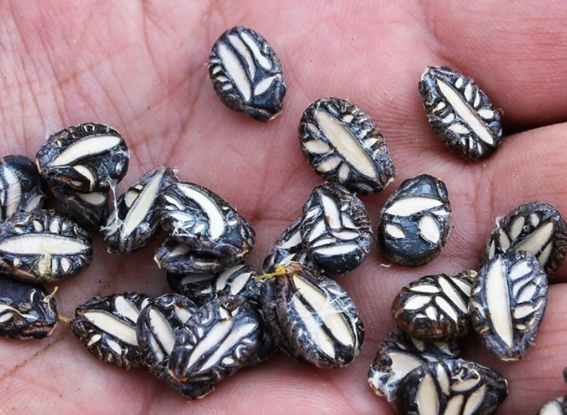 Bu karpuzlar bildiğiniz gibi değil içi sapsarı tohumları ise Osmanlı'dan kalma - Resim: 4