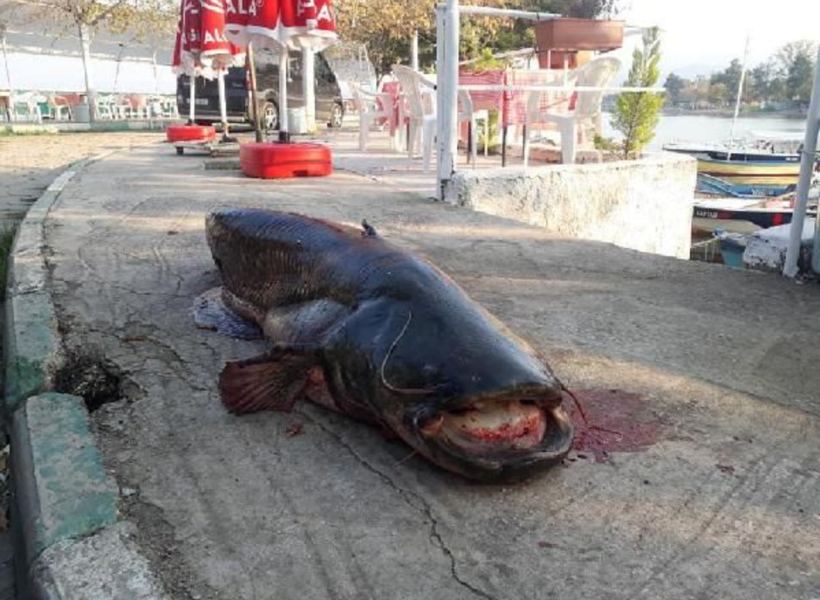 Balıkçıların ağına takıldı! Tam 2 metre Gören telefona sarıldı - Resim: 2