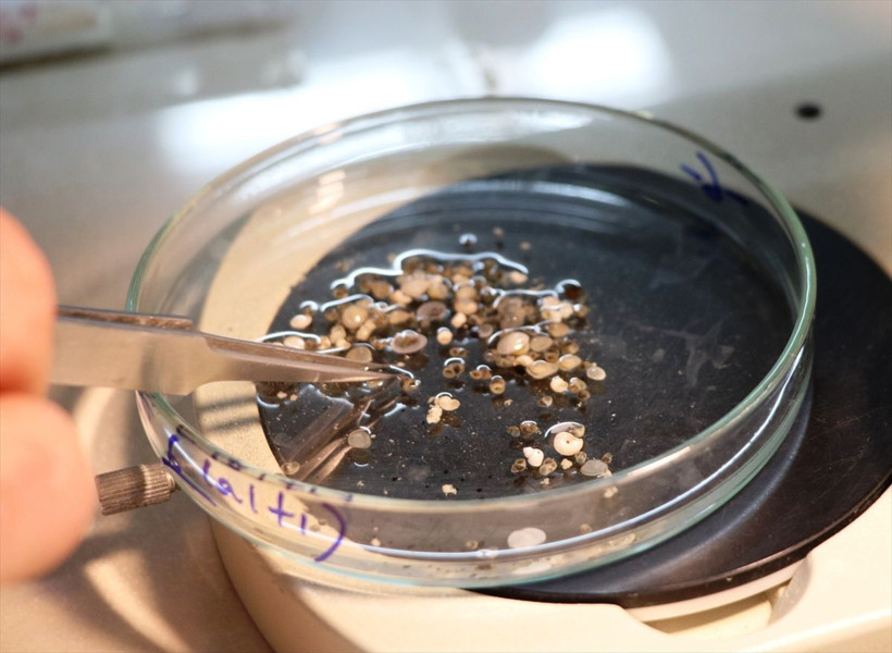 Çanakkale Gökçeada'nın tatlı sularında 4 yeni sucul salyangoz türü keşfedildi - Resim: 2