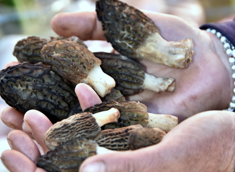 Muğla'da toplanmaya başlandı! Şifa kaynağı kuzugöbeğinin fiyatı dudak uçuklattı - Resim: 1