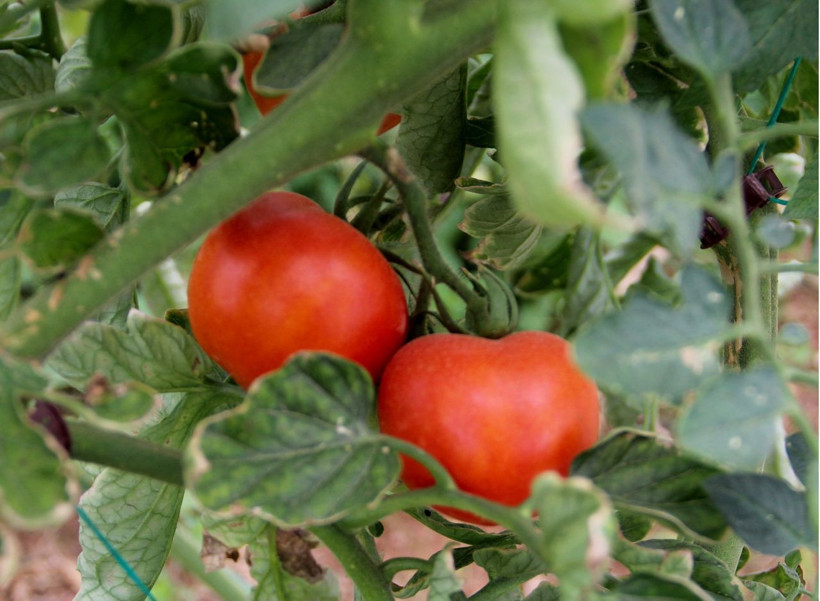 1 kilo domatesten kim ne kadar para kazanıyor? Tarlada 10 lira iken markette nasıl 25 lira oluyor? - Resim: 2