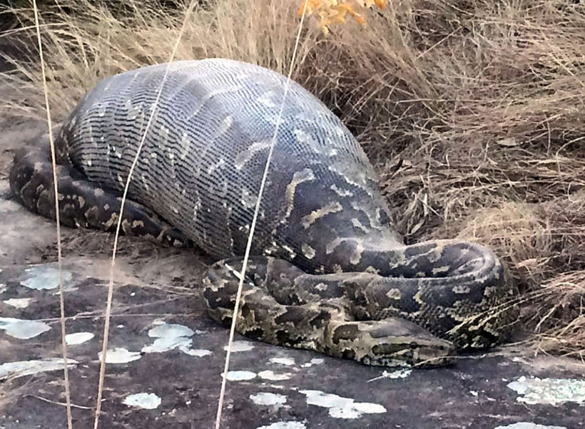 Yolda koca bir yılan gördüler içinden çıkan ise... Şoke olacaksınız! - Resim: 1
