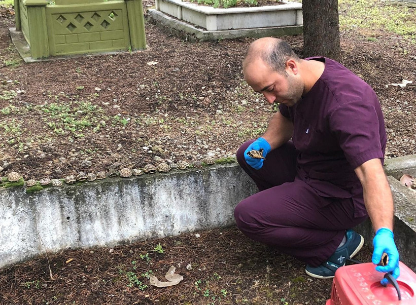 Isparta'da mezarlıktaki kaplumbağaların sırrı çözüldü - Resim: 4