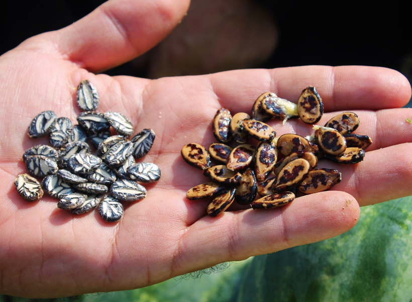 Bu karpuzlar bildiğiniz gibi değil içi sapsarı tohumları ise Osmanlı'dan kalma - Resim: 2