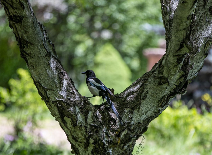 Sanki cennet bahçesi! Atatürk Üniversitesinin botanik bahçesi sezonda yaklaşık 15 bin ziyaretçi ağırlıyor - Resim: 3