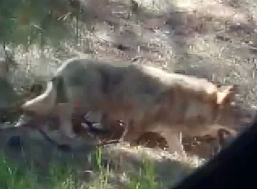 Antalya'dan sonra şimdi de Afyon'da görüldü! Hemen zabıtaya haber verdiler - Resim: 4