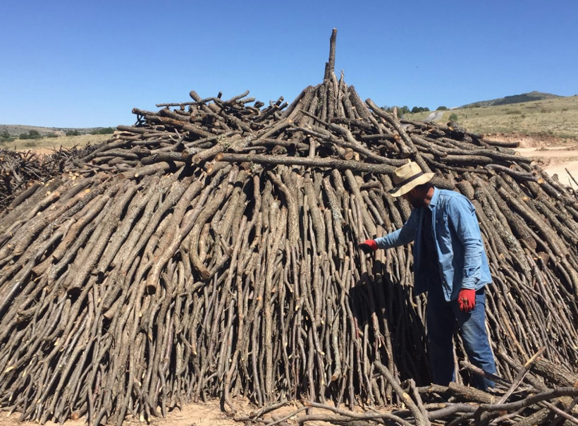 Yozgat'ta üretiliyor! 150 ton meşe ağacından 30-40 ton elde ediliyor - Resim: 1