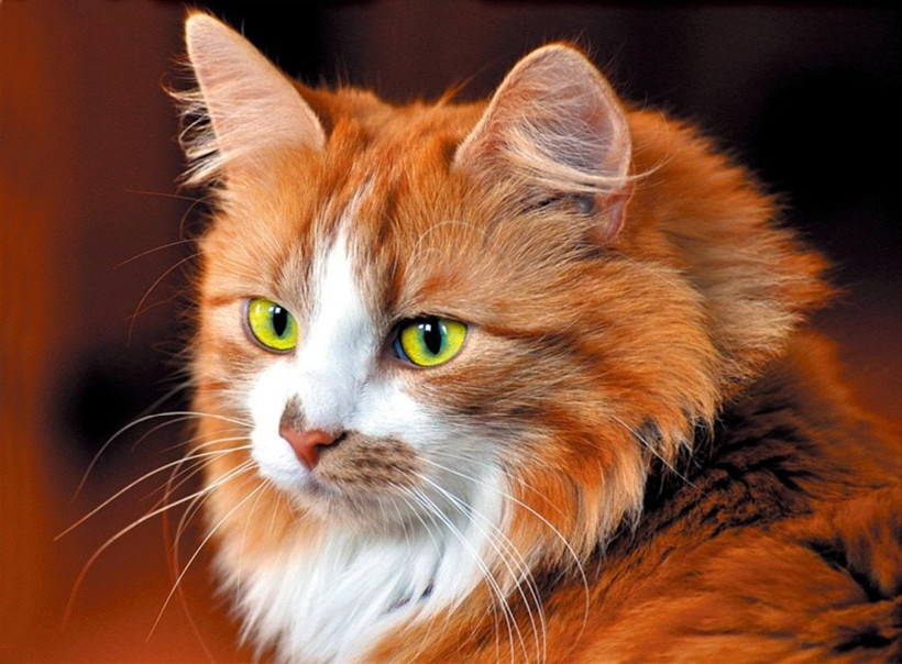 Koronavirüs için en kolay hedef kediler çıktı! Kediden insana virüs bulaşır mı - Resim: 3