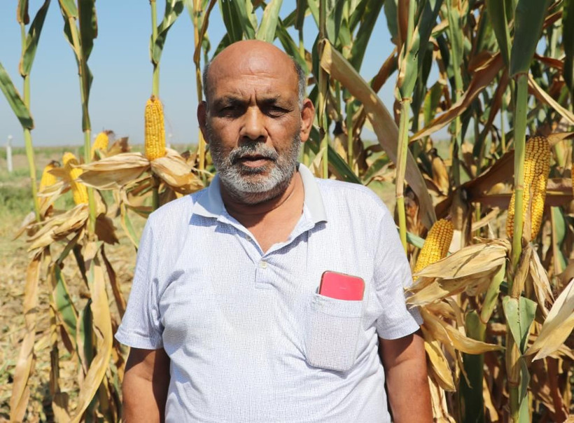 'Sarı altın' deniyor Adana'da hasat başladı! Üretici mısır fiyatlarında o rakamı istiyor - Resim: 3